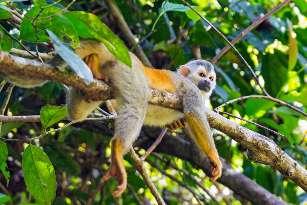 688 Lazy Monkey Stock Photos, Pictures & Royalty-Free Images - iStock | Owl
