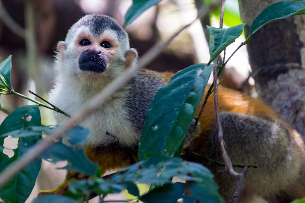 istock Squirrel monkey in a branch in Costa Rica 837804384