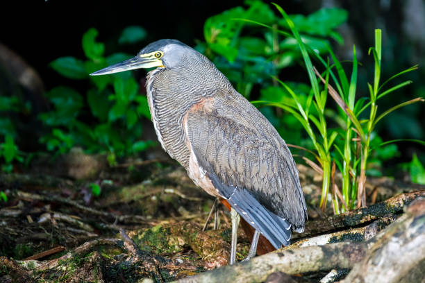 Bare-Throated Tiger Heron in the brush in Tortuguero National Park in Costa Rica