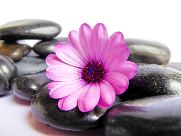 istock Purple Cape Marguerite Daisy flower 837823582