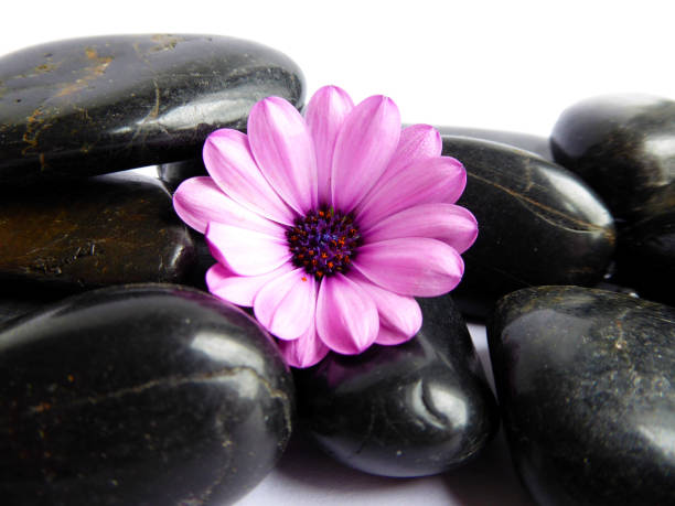istock Purple Cape Marguerite Daisy flower 837823604