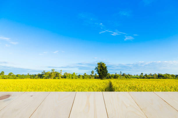 istock One tree in the middle of the cornfield 837824090