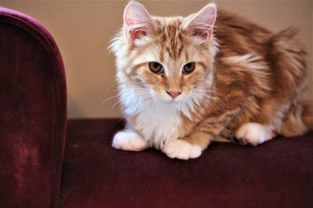 istock My Baby Maine Coon 837835404