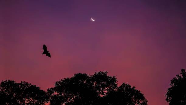 australian fruit bat w: cape tribulation - bat fruit bat mammal australia zdjęcia i obrazy z banku zdjęć