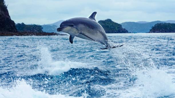 Dolphin Jump in the Bay Of Islands, NZ A jumping dolphin leaps out of the wake from our boat in the Bay Of Islands in the North of New Zealand. bay of islands new zealand stock pictures, royalty-free photos & images