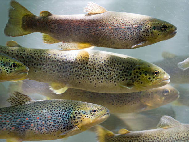 istock Mediterranean trout swimming, profile. Salmo macrostigma. 837848912