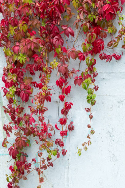 istock Texture, pattern, background. autumn. autumn. Golden autumn. Wild grapes on old with 837855854