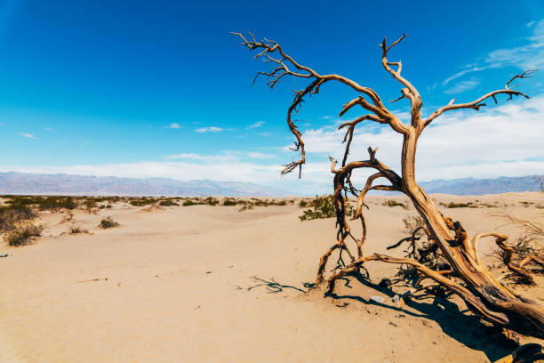 istock lonely tree at death valley national park, california 837873166