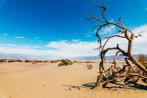 istock lonely tree at death valley national park, california 837873182