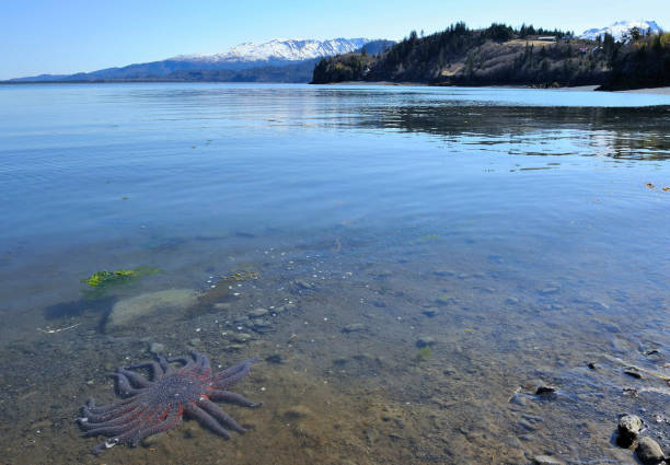 Sea Star underwater Kachemak Bay, Alaska Purple sunflower sea star underwater near shore, Kachemak Bay, Alaska sunflower star stock pictures, royalty-free photos & images