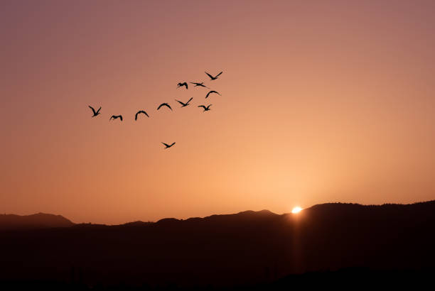istock Birds at sunrise autumn or spring concept 837895208