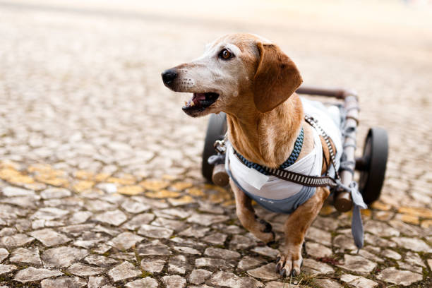 Paraplegic senior dog