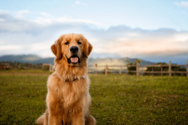 golden retriever sitzend nach unten in einer farm - retriever golden retriever dog happiness stock-fotos und bilder