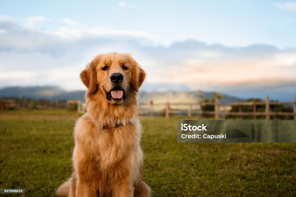 Golden retriever sitting down in a farm Portrait of a golden retriever sitting down in a beautiful farm Dog Stock Photo