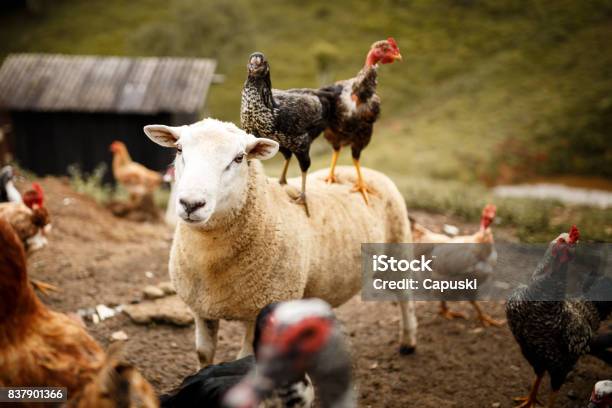 Polli In Sella A Una Pecora - Fotografie stock e altre immagini di Fattoria - Fattoria, Animale, Bestiame