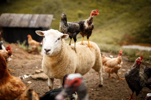 Chickens riding a sheep Chickens riding on top of a sheep farm animal stock pictures, royalty-free photos & images