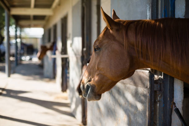 istock Brown horse in the stable 837902262