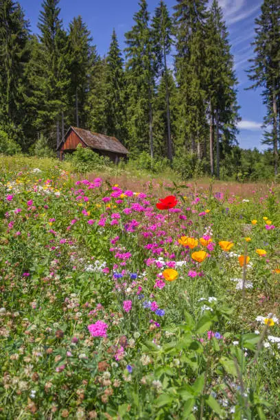 Photo of Wildflowers trees and cabin, Black Forest, Germany