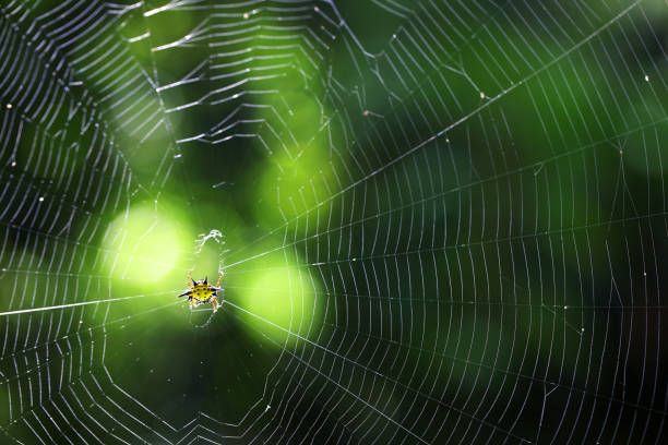 istock beautiful spiny orb weaver building on cobweb with green bokeh background. 837929762