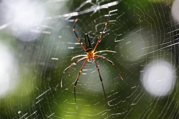 istock close up of tropical spider on cobweb with beautiful bokeh background. 837929776