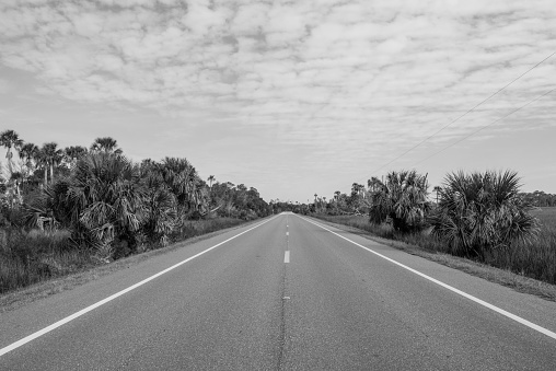 This is a horizontal black and white photograph of the rural empty road through the Fort Island Park landscape in Crystal River, Florida. Green palm trees line the paved street on a sunny, winter day. Photographed with a Nikon D800 DSLR camera.