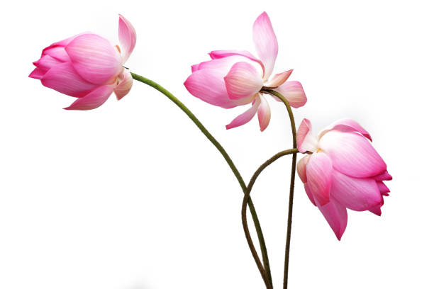 Free Stock Photo of Pink Lotus | Download Free Images and Free ...
