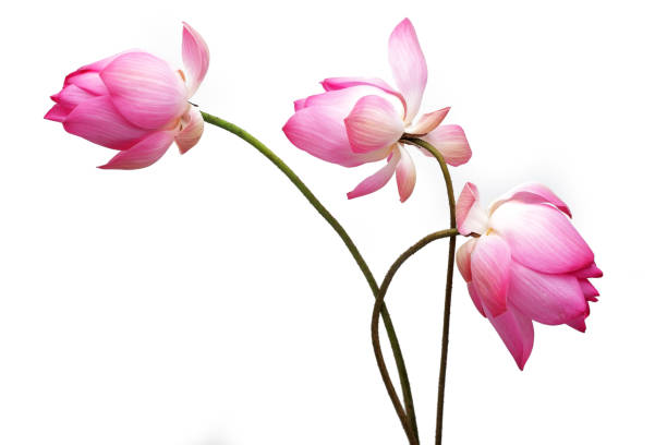 lotus flower isolated on white background. - water plant fotos imagens e fotografias de stock