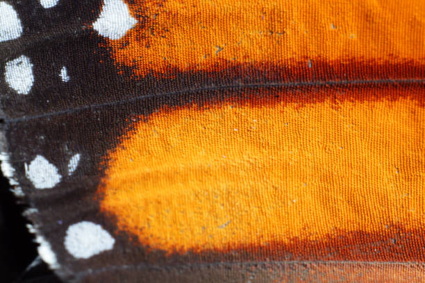 istock extreme macro of butterfly wing texture 837934084