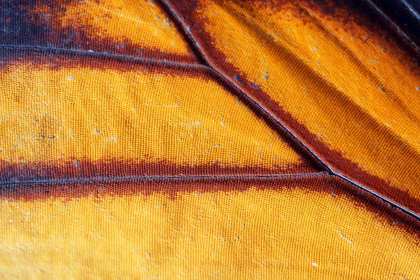 istock extreme macro of butterfly wing texture 837934258