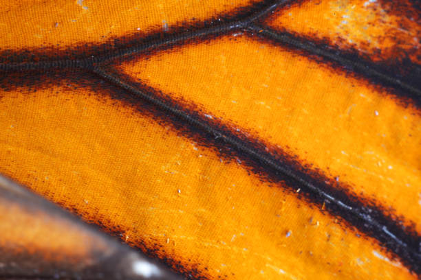 istock extreme macro of butterfly wing texture 837934330