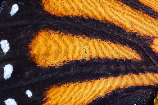 extreme macro of butterfly wing texture