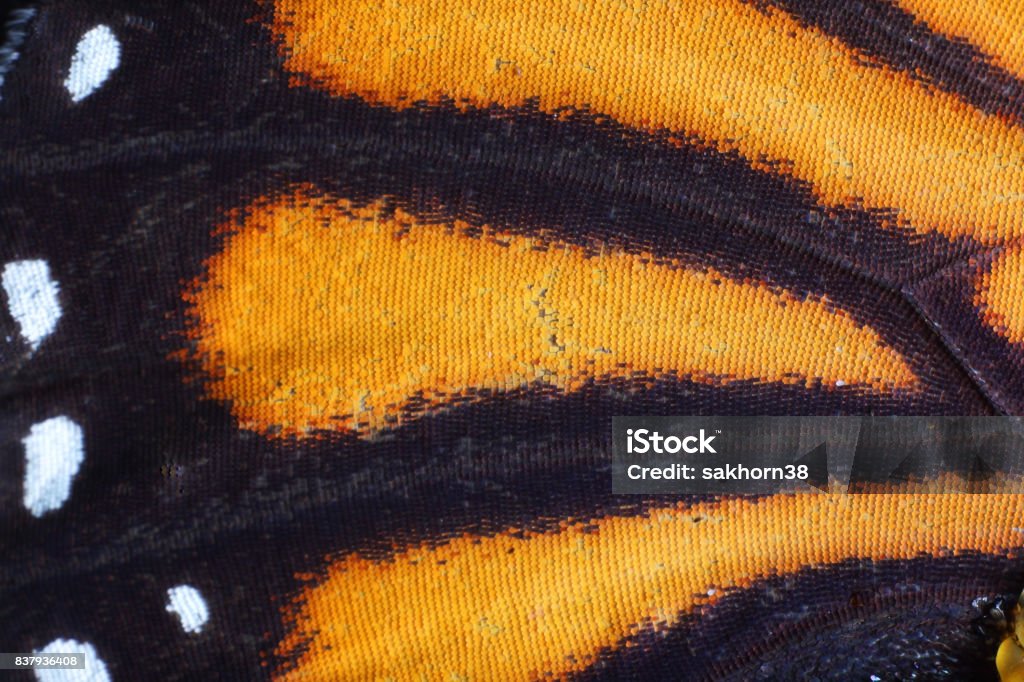 extreme macro of butterfly wing texture Animal Wing Stock Photo