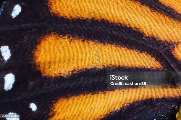 Extreme Macro Of Butterfly Wing Texture Stock Photo - Download Image Now - Animal Wing, Butterfly - Insect, Close-up