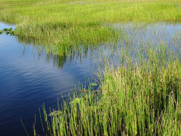 istock Pine Glades Natural Area in Florida Swamps 837938524