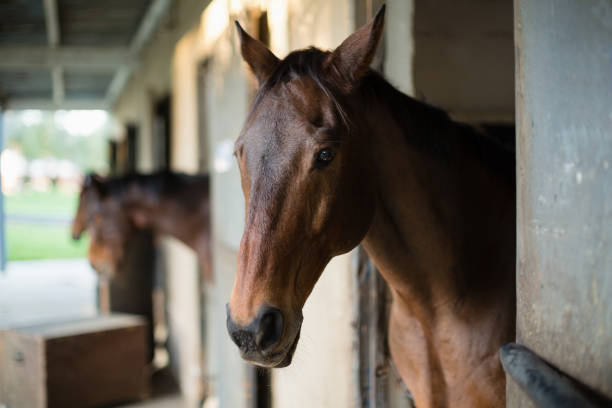 istock Brown horse in the stable 837939214