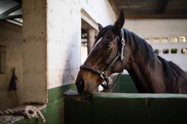 istock Side view of brown horse 837945172