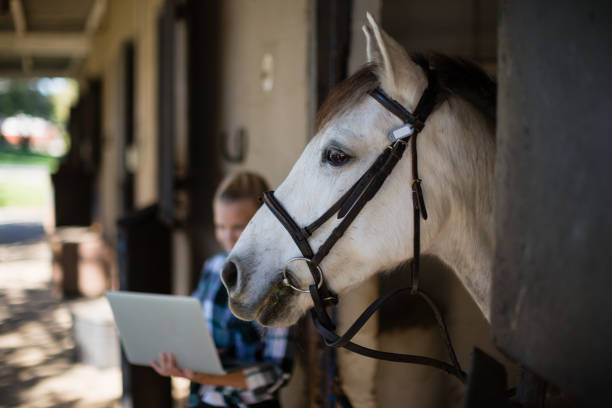 istock White horse in the stable 837963694