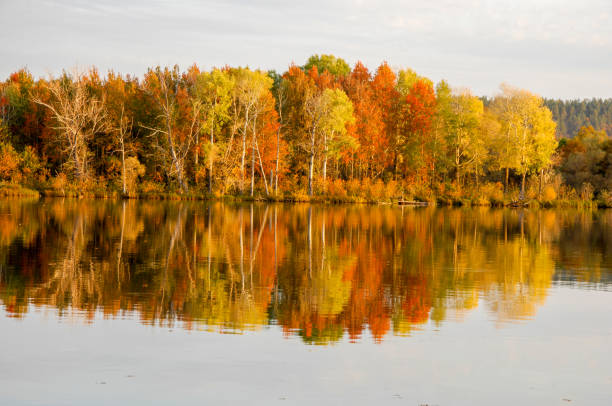 istock Autumn lake cane trees, green grass 837989222