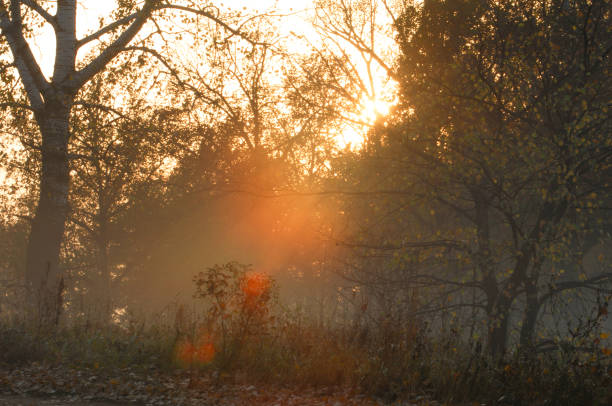 istock Autumn fog, sunrise in the forest 837989466