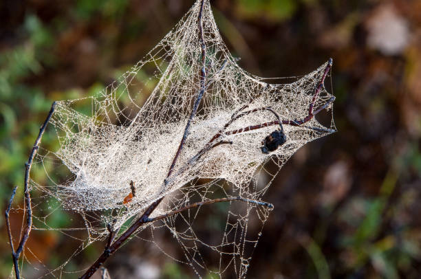 Dust Web 15,200+ Silk Spider Stock Photos, Pictures & Royalty-Free Images - iStock