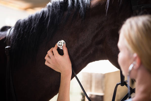 Close up of female vet checking horse Close up of female vet checking horse while working in stable vet treating horse stock pictures, royalty-free photos & images