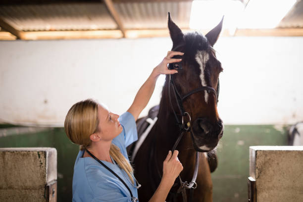 istock Female vet checking horse 837990112