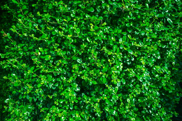 istock Fresh green leaves wall background, serenity nature. 837990184