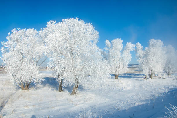 istock The winter sun frost. cold 837996394