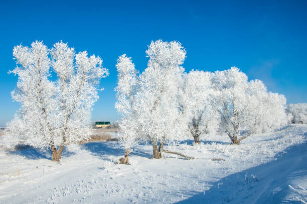 istock The winter sun frost. cold 837996398