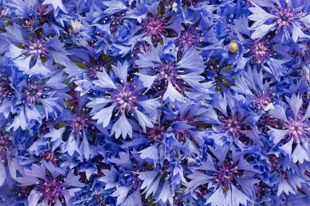 cornflowers. Beautiful bouquet of cornflowers. Can be used as background. cornflower photos stock pictures, royalty-free photos & images