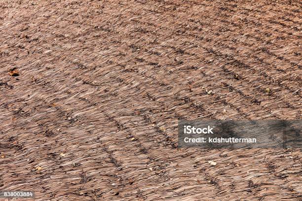 Drying Reeds Thatch Dry Reeds Thatch Texture Background Straw Pattern Stock Photo ...