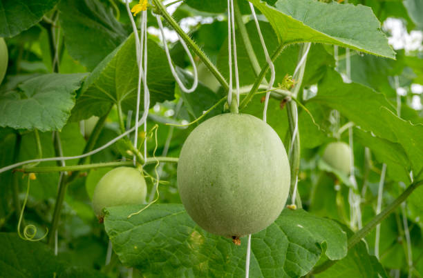 istock Young melons growing in greenhouse. 838003972