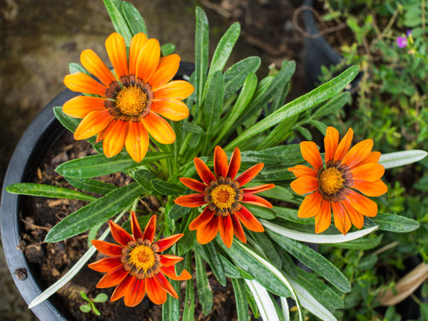 istock The Orange Treasure flowers 838012268