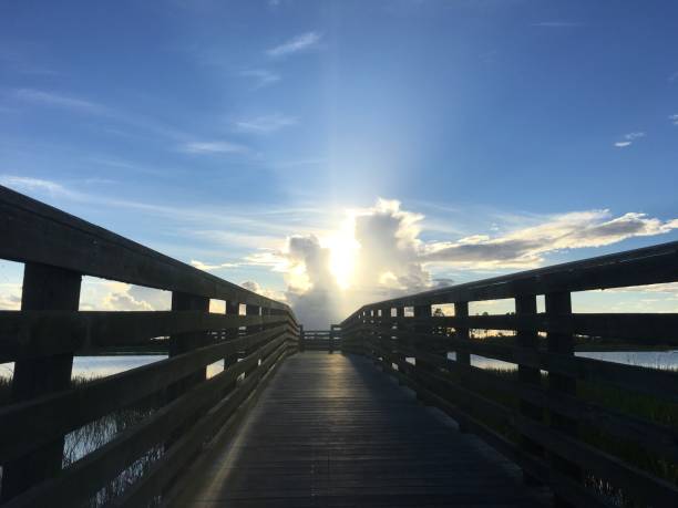 istock Pine Glades Natural Area in Florida Swamps 838012554